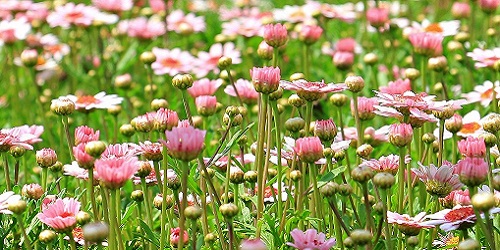 Garten, Pool und Grillen aus D-A-CH und Südtirol