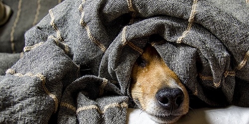 Haustiere und Tiergesundheit aus D-A-CH und Südtirol